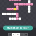 Humpback or killer