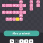 Rice or wheat